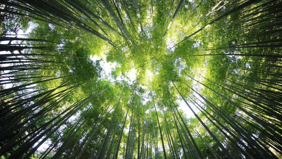 如何通过背调渠道查询不良记录和涉案人员身份?